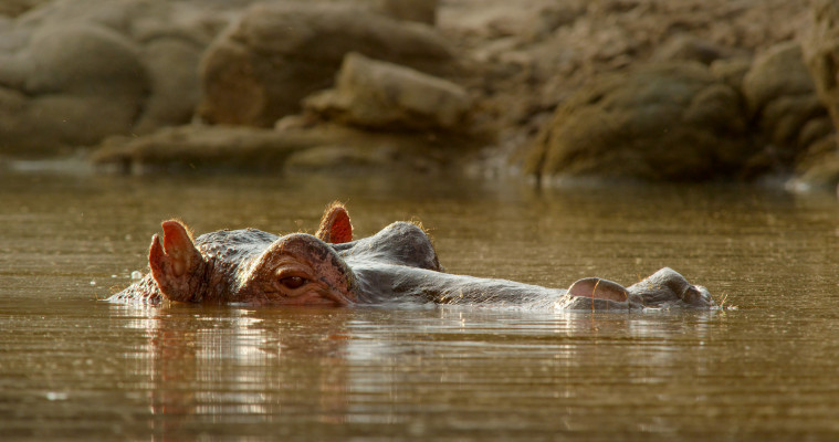 Hrocha Obojživelného v kalné řece Grumeti v Tanzánii