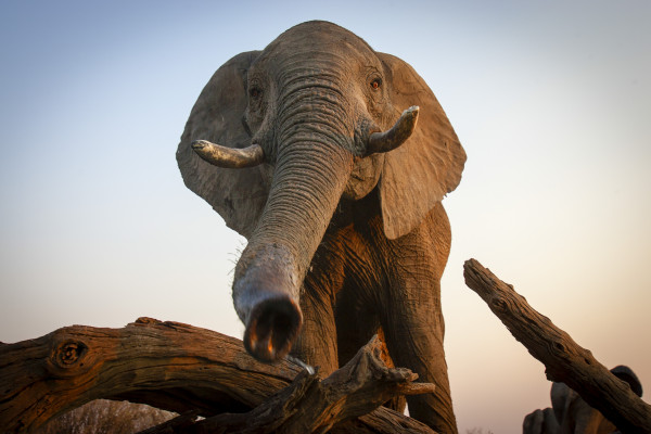 Slona afrického