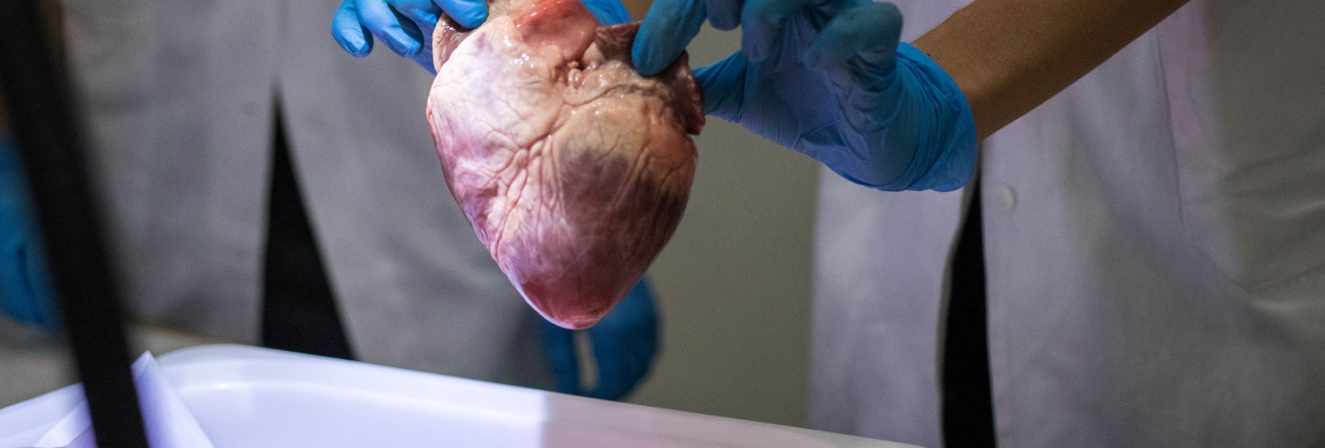 Open heart / educational program VIDA!