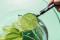 Oxygen and plants