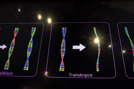 Replikace, transkripce a translace