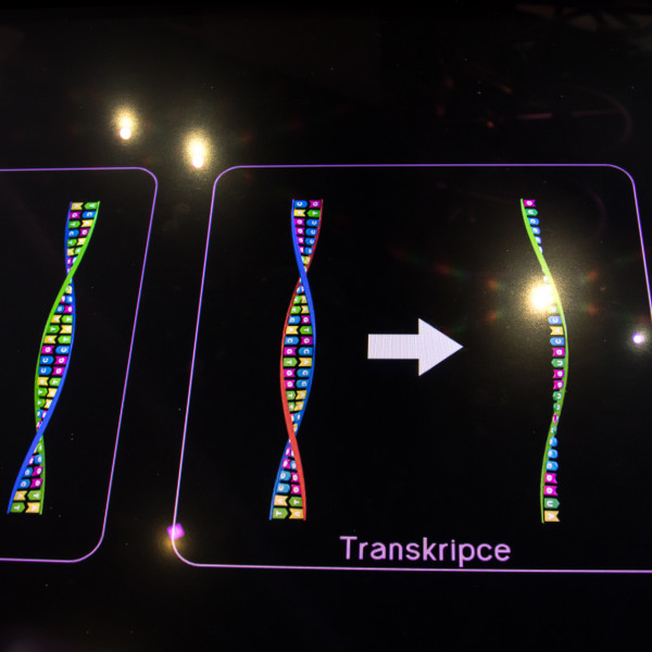 Replikace, transkripce a translace